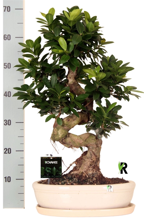 <h4>Ficus microcarpa 'Ginseng'</h4>