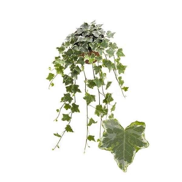<h4>Hedera helix 'Mint Kolibri'</h4>