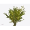 Conifeer Thuja Zebrina Fine Cutted