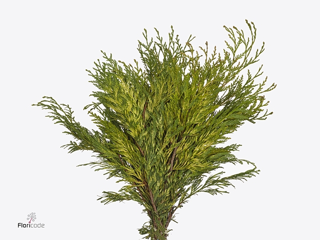 Conifeer Thuja Zebrina Fine Cutted