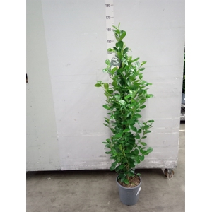 Ficus microcarpa 'Moclame'