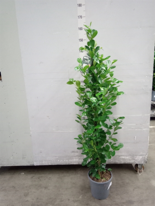 <h4>Ficus microcarpa 'Moclame'</h4>