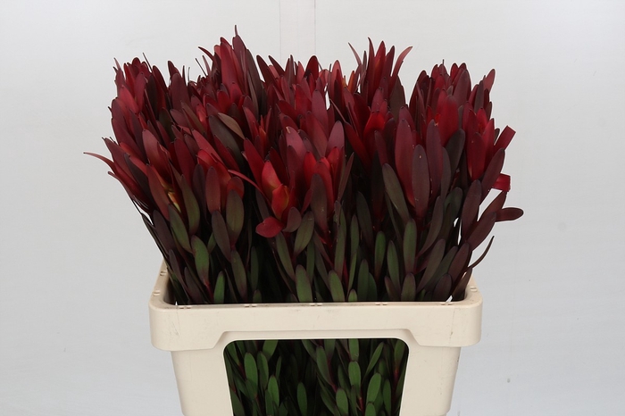 <h4>Leucadendron Saf Sunset Dark Red</h4>