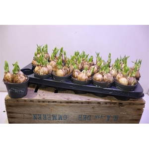 arr8 Narc O Tete A Tete