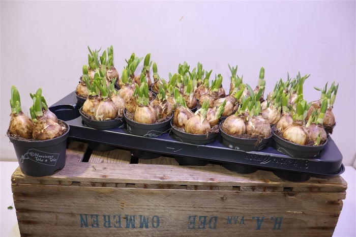 <h4>arr8 Narc O Tete A Tete</h4>