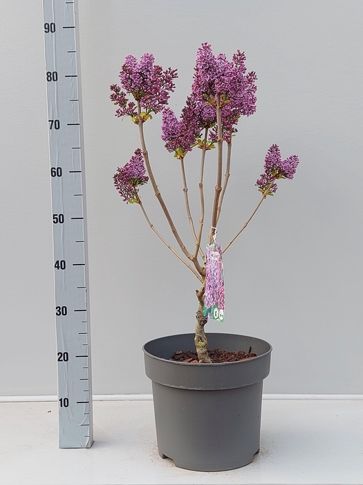 <h4>SYRI VULGARIS</h4>