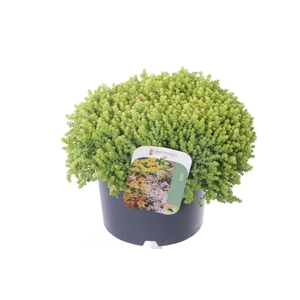 Sedum acre