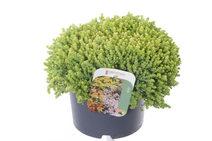 <h4>Sedum acre</h4>