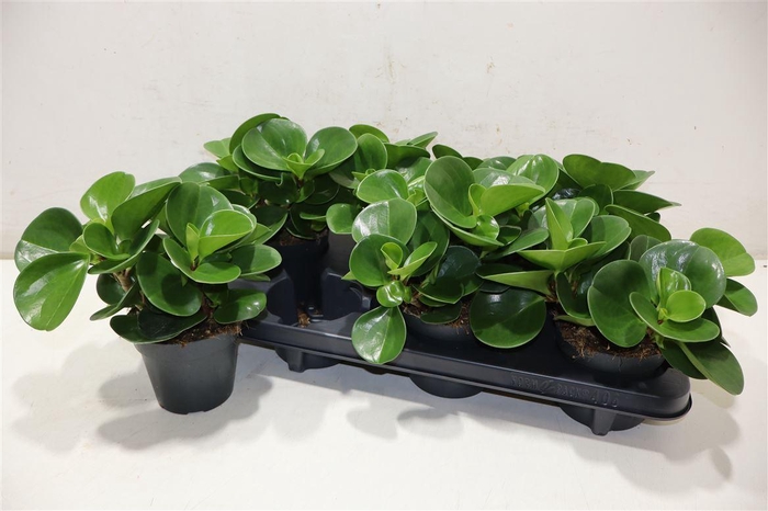 <h4>Pep Obt Green Gold</h4>