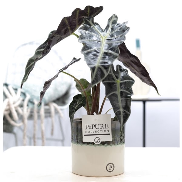 <h4>Alocasia Polly in P&PURE Illusion cer. (perfectly imperfectable)</h4>