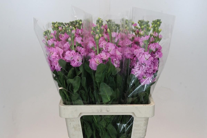 <h4>MATTH IRON PINK</h4>