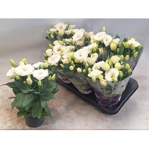 Eustoma russellianum Julietta White 12Ø 30cm