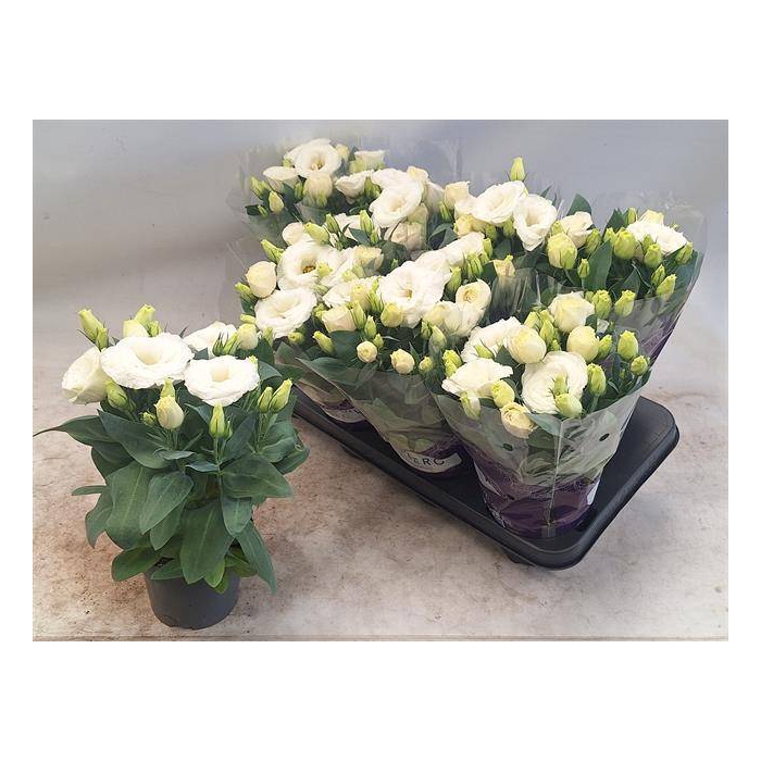 <h4>Eustoma russellianum Julietta White 12Ø 30cm</h4>