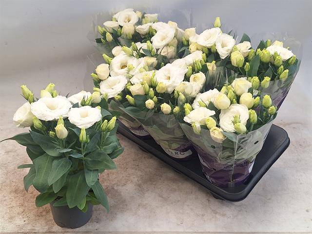 Eustoma russellianum Julietta White 12Ø 30cm