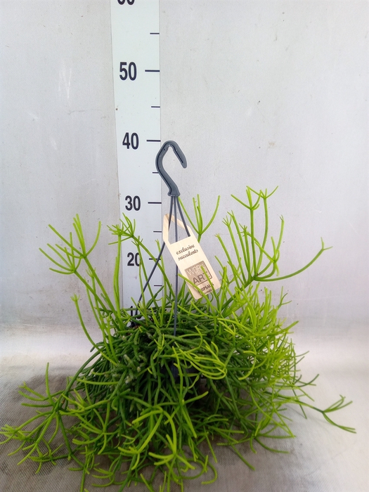 <h4>Rhipsalis   ...</h4>