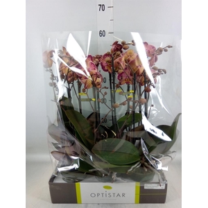 Phalaenopsis   ...red