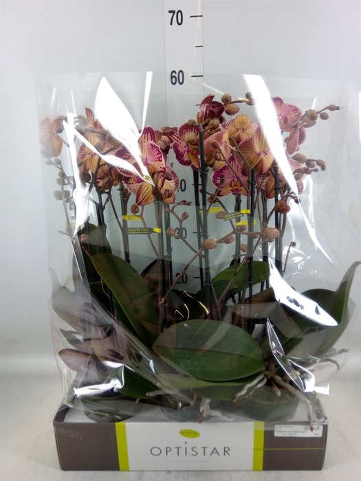 <h4>Phalaenopsis   ...red</h4>