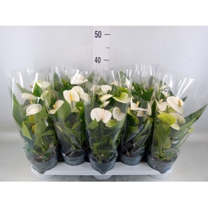 Anthurium  'Karma White'