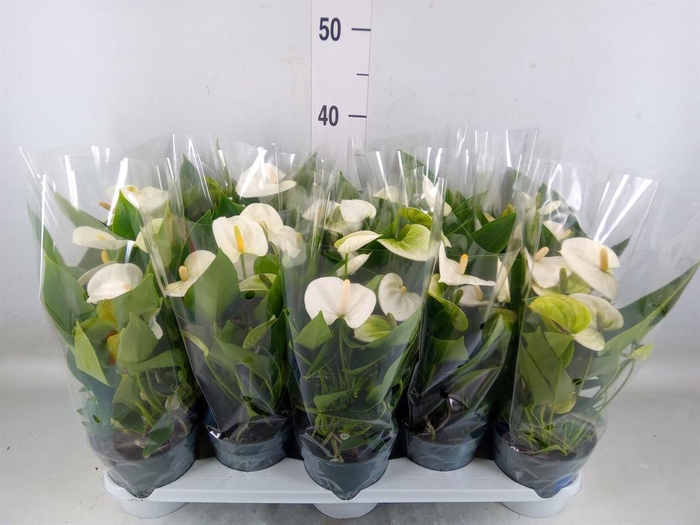 <h4>Anthurium  'Karma White'</h4>