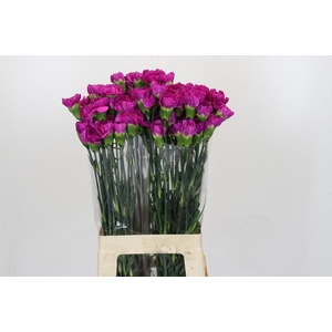 Dianthus St Tiepolo Fucsia