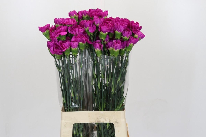 <h4>Dianthus St Tiepolo Fucsia</h4>