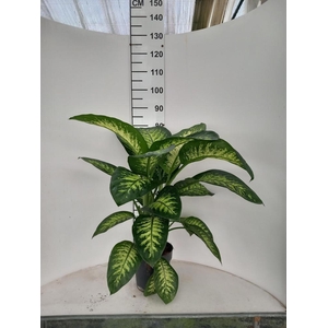 DIEFF SE TROPIC SNOW