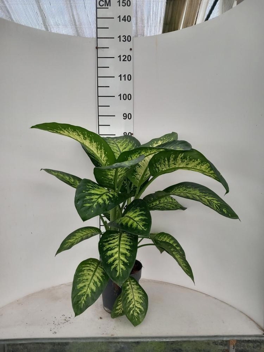 <h4>DIEFF SE TROPIC SNOW</h4>