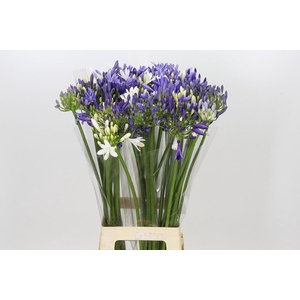 Agapanthus Mix