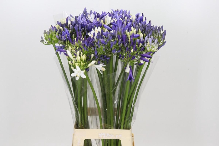 <h4>Agapanthus Mix</h4>