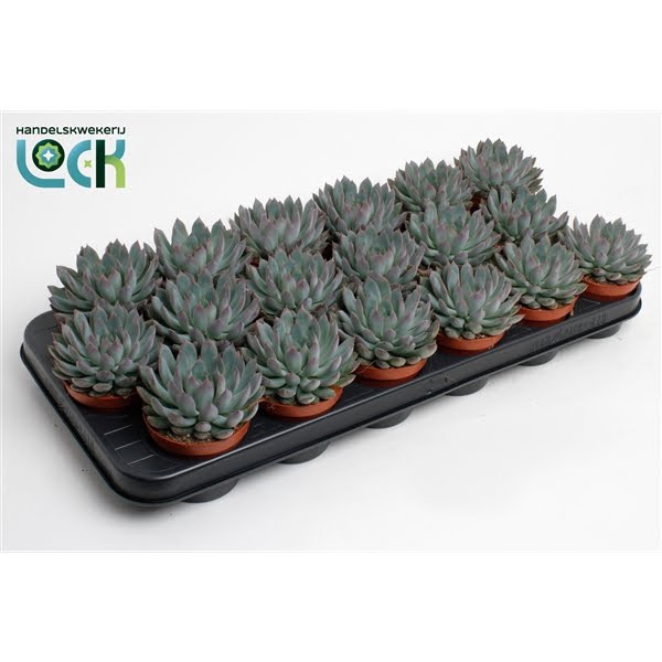 <h4>Echeveria Pelisuda</h4>