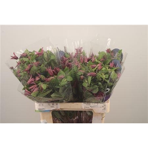 Clematis Amazing Kyiv Pink