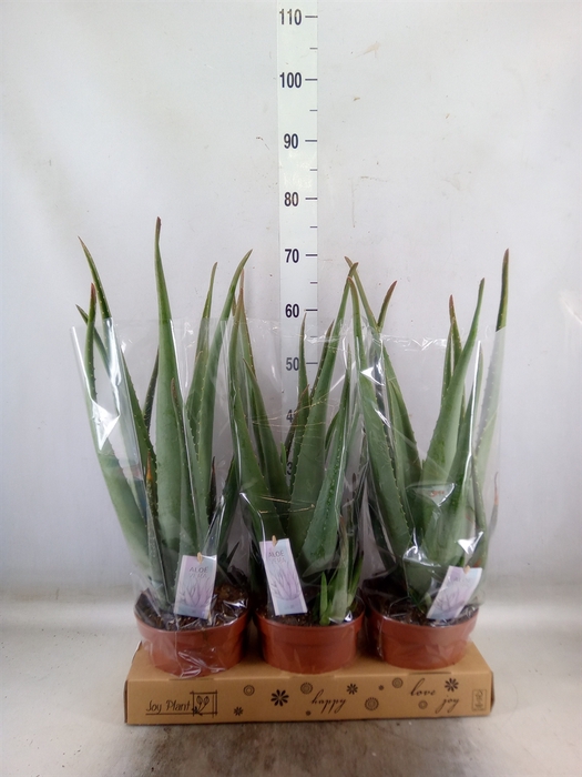 <h4>Aloe vera</h4>
