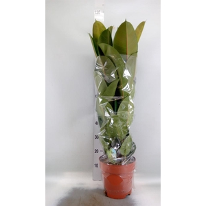 Ficus elastica 'Robusta'
