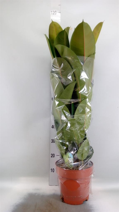 <h4>Ficus elastica 'Robusta'</h4>
