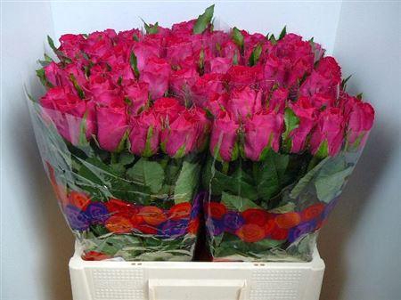 <h4>R Gr Madam Cerise</h4>