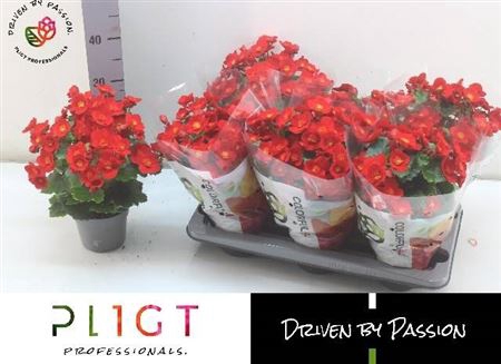 <h4>Beg Hl Belove Red</h4>