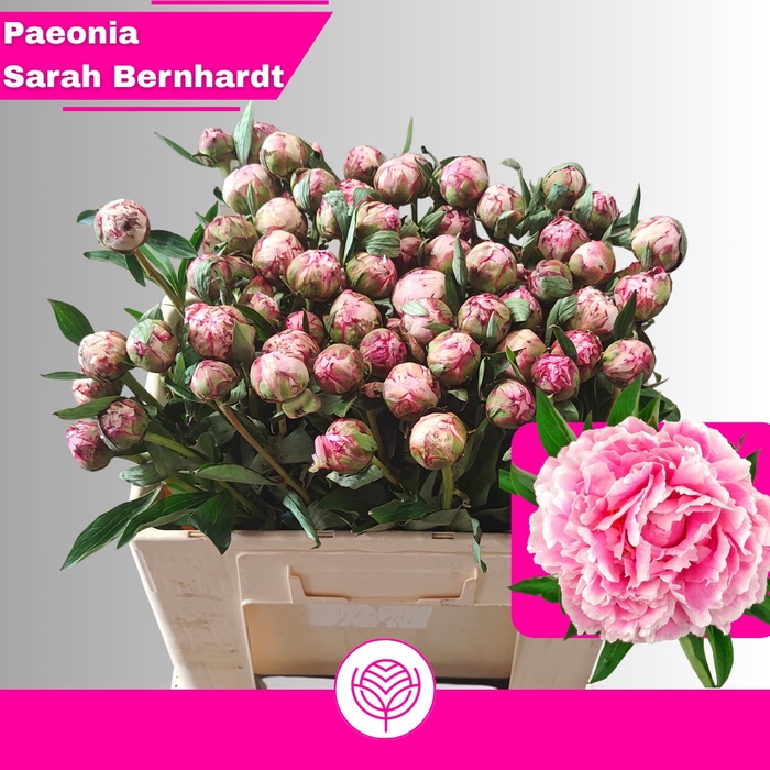 <h4>PAEO L SARA BERNHARD</h4>