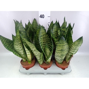 Sansevieria zeylanica