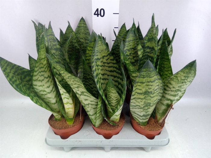 <h4>Sansevieria zeylanica</h4>