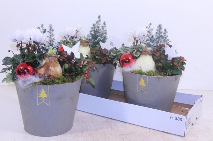 <h4>ARR HIPPEASTRUM</h4>