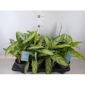 Aglaonema comm. 'Silver Queen'