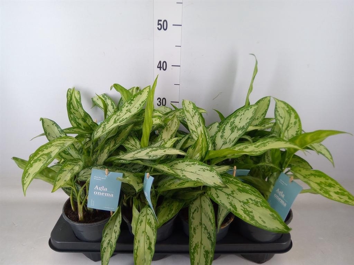 <h4>Aglaonema comm. 'Silver Queen'</h4>