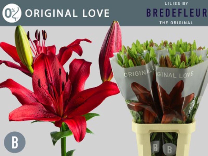 <h4>Li La Original Love 3+ Bredefleur</h4>