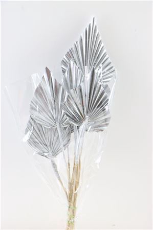 Dried Palm Spear 10pc Silver Bunch