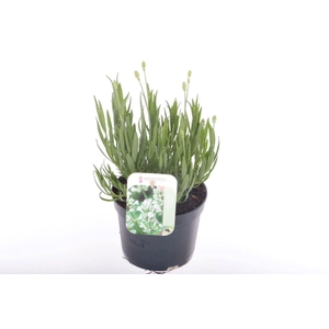 Lavandula angustifolia