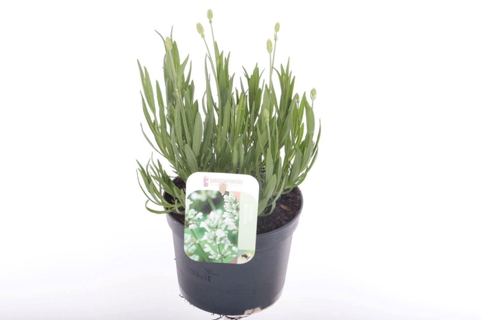 Lavandula angustifolia