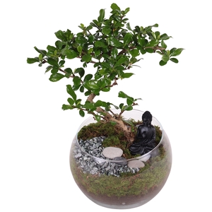 Bonsai s-shape mixed ø15cm in bowl vase ø20cm