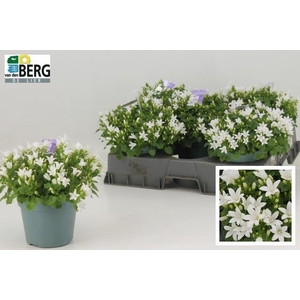 CAMP PORTENSCHLAGIAN