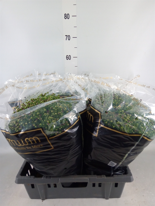 <h4>Chrysanthemum   ..</h4>