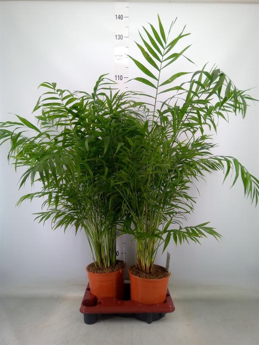 <h4>Chamaedorea elegans</h4>